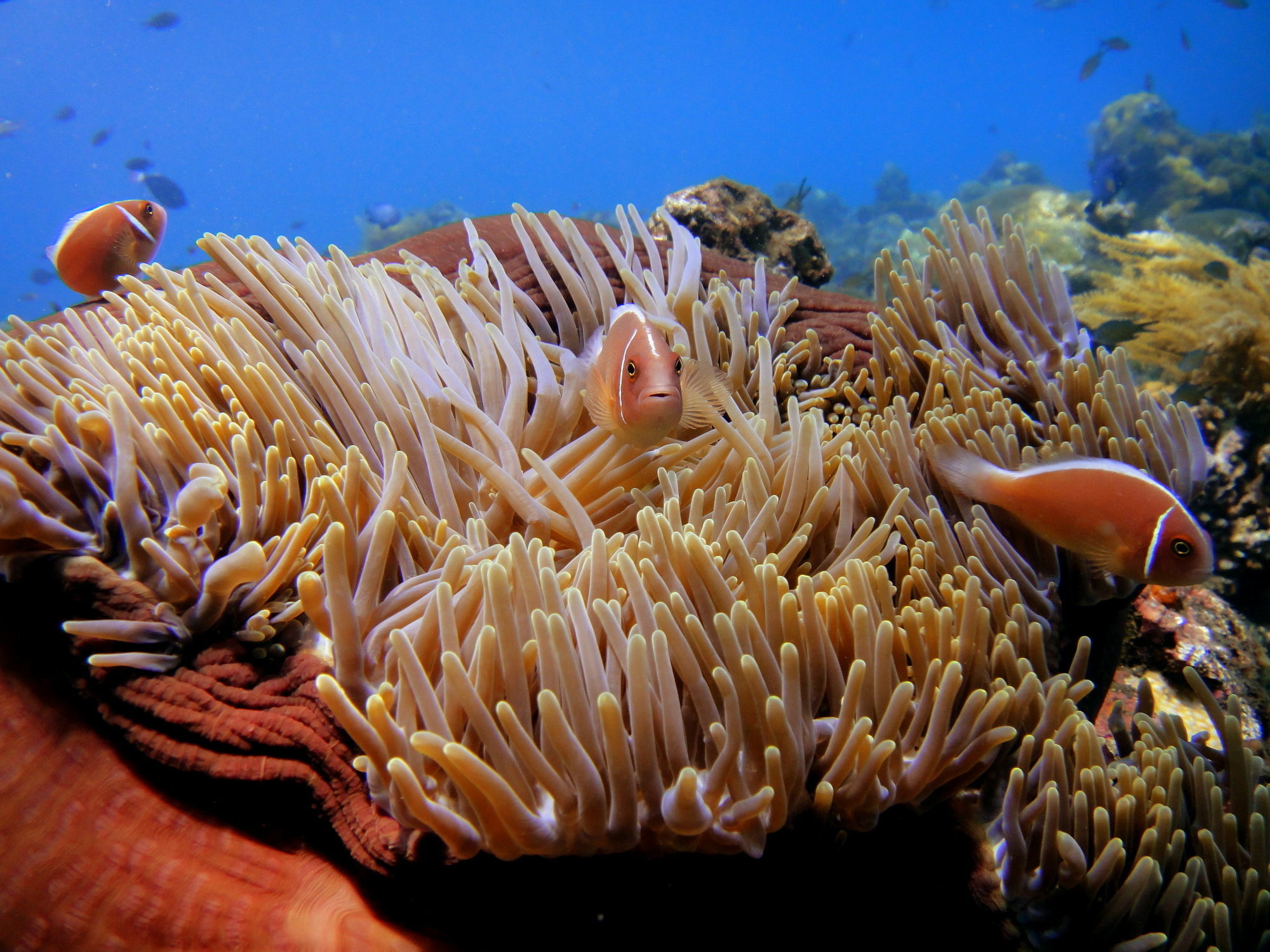 Arya Amed Beach Resort And Dive Center Dış mekan fotoğraf